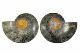 Cut/Polished Ammonite Fossil - Unusual Black Color #169699-1